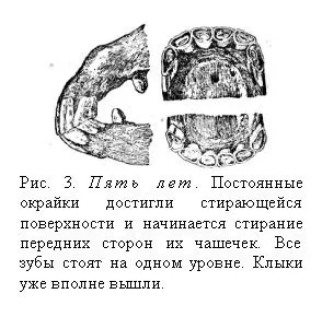 Визначення віку коні