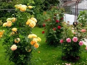 Опори для в'юнких троянд своїми руками варіанти створення і ідеї (своїми) Опори для в'юнких троянд своїми руками варіанти створення і ідеї