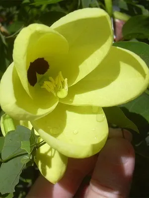 Орхідейні дерево Баухинія пурпурна і фото квіток баухініі (фото) Орхідейні дерево Баухинія пурпурна і фото квіток баухініі