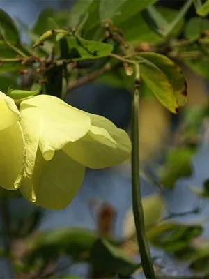 Орхідейні дерево Баухинія пурпурна і фото квіток баухініі (фото) Орхідейні дерево Баухинія пурпурна і фото квіток баухініі