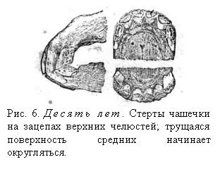 Визначення віку коні