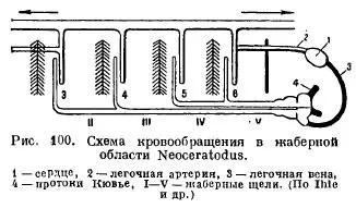 Органи кровообігу у риб - все про тваринництво (серця) Органи кровообігу у риб - все про тваринництво