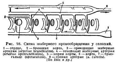 Органи кровообігу у риб - все про тваринництво (вперед) Органи кровообігу у риб - все про тваринництво