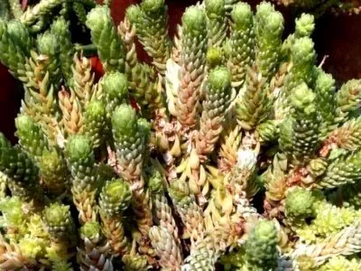 Опунція кактус догляд в домашніх умовах і розмноження (догляд) Опунція кактус догляд в домашніх умовах і розмноження