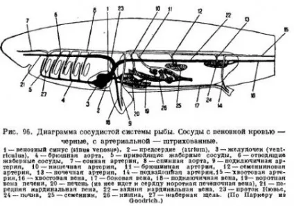 Органи кровообігу у риб - все про тваринництво (серця) Органи кровообігу у риб - все про тваринництво