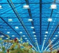 Особливості вирощування голландських троянд (як виростити голландські троянди) Особливості вирощування голландських троянд