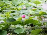 Відпочинок в Примор'я влітку 2017 на море ціни, відгуки, фото (приморський край) Відпочинок в Примор'я влітку 2017 на море ціни, відгуки, фото