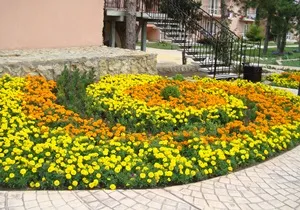 Особливості вирощування чорнобривців, різноманітність сортів (28 фото) (чорнобривці прямостоячі Антигуа) Особливості вирощування чорнобривців, різноманітність сортів (28 фото)
