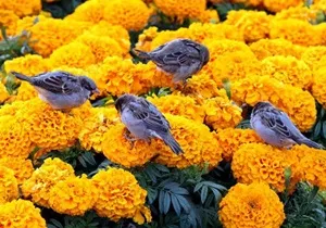Особливості вирощування чорнобривців, різноманітність сортів (28 фото) (чорнобривці фото квітів) Особливості вирощування чорнобривців, різноманітність сортів (28 фото)