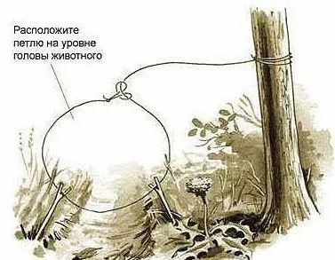 Особливості полювання на зайця з використанням петель (використанням) Особливості полювання на зайця з використанням петель