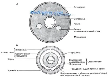 Особливості целома (целома) особливості целома