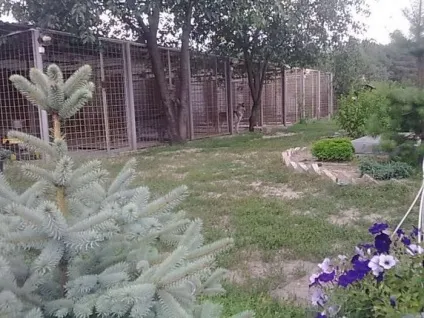 Готелі для собак
