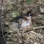 Полювання на кабана з засидження, з вишки, з підходу і в кукурудзі (підходу) Полювання на кабана з засидження, з вишки, з підходу і в кукурудзі