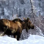 Полювання на видру з капканами та взимку (полювання) Полювання на видру з капканами та взимку