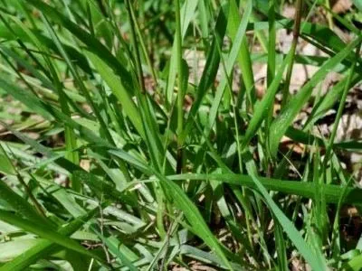 Костриця посадка і догляд вирощування з насіння поділ куща (насіння) Костриця посадка і догляд вирощування з насіння поділ куща