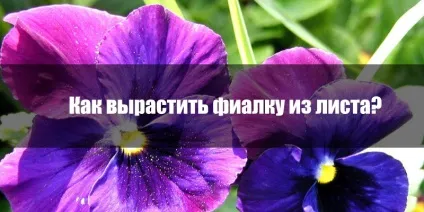 Від маленького листочка до пишно квітучої рослини або як виростити фіалку з листа, корисні (квітучого) Від маленького листочка до пишно квітучої рослини або як виростити фіалку з листа, корисні