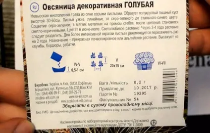 Костриця сиза секрети вирощування полусферического кущика (вирощування) Костриця сиза секрети вирощування полусферического кущика