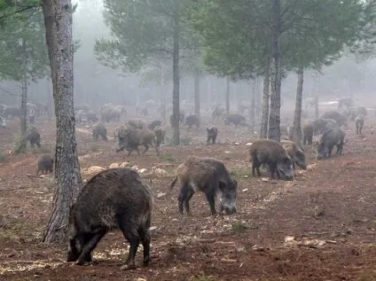 Полювання на кабана з засидження, з вишки, з підходу і в кукурудзі (кукурудзі) Полювання на кабана з засидження, з вишки, з підходу і в кукурудзі