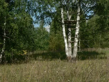 Полювання на кабана з засидження (кабана) Полювання на кабана з засидження