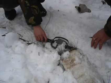 Полювання на лисицю взимку інтерес і азарт (полювання) Полювання на лисицю взимку інтерес і азарт