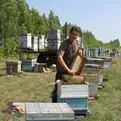 Пасіка берендей, пасіка під ключ і павільйони для бджіл берендей (павільйони) Пасіка берендей, пасіка під ключ і павільйони для бджіл берендей