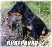 Вівчарські породи