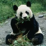 Панди, abc chinese