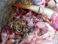 Пелядь, Щекурья, щука - опісторхозной риба чи ні (щука) Пелядь, Щекурья, щука - опісторхозной риба чи ні