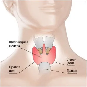Пересадка щитовидної залози - сучасні підходи в галузі трансплантології (пересадка щитовидної залози клітинна трансплантація) Пересадка щитовидної залози - сучасні підходи в галузі трансплантології