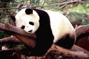 Панди, abc chinese
