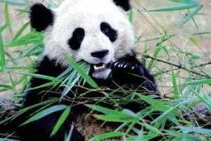 Панди, abc chinese