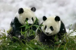 Панди, abc chinese