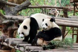 Панди, abc chinese
