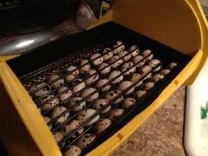 Перепелині яйця секрети правильної інкубації (інкубація перепелів) Перепелині яйця секрети правильної інкубації