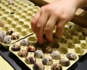 Перепелині яйця секрети правильної інкубації (інкубації) Перепелині яйця секрети правильної інкубації