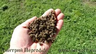 Бджолиний підмор - препарат широкого застосування (дітей няньчить онуків) Бджолиний підмор - препарат широкого застосування