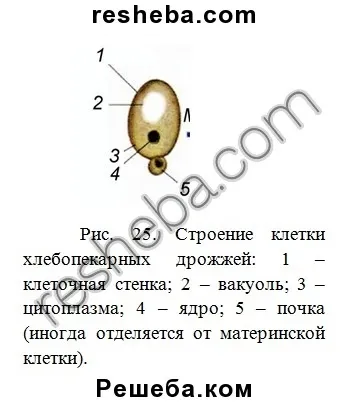 параграф 15