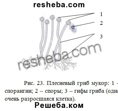 параграф 15