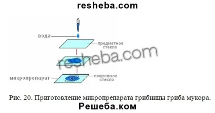 параграф 15