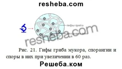 параграф 15