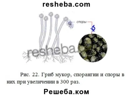 параграф 15