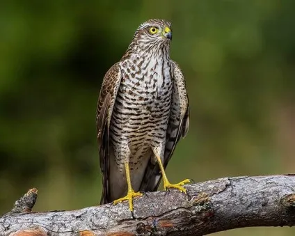 Перепелятник, або яструб малий (accipiter nisus) - птиці європейської частіУкаіни (nisus) Перепелятник, або яструб малий (accipiter nisus) - птиці європейської частіУкаіни
