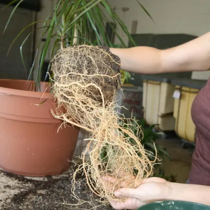 Пересадка драцени в домашніх умовах (Зображення Gardening Minute) Пересадка драцени в домашніх умовах