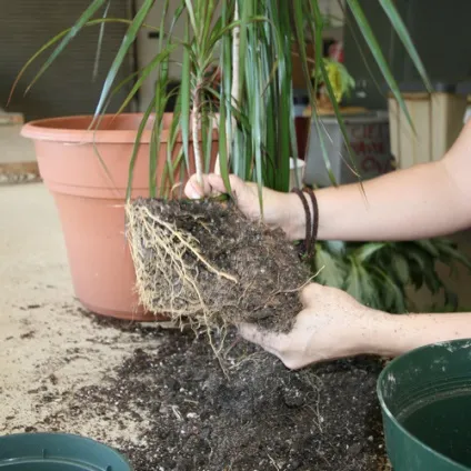 Пересадка драцени в домашніх умовах (Зображення Gardening Minute) Пересадка драцени в домашніх умовах
