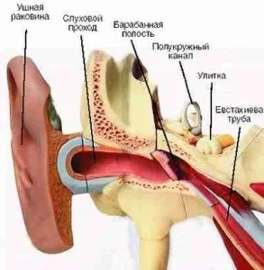 Перихондрит вушної раковини симптоми, фото, лікування (перихондрит) Перихондрит вушної раковини симптоми, фото, лікування