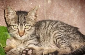 Піксибоб опис породи, характер, фото, кіт і кішка (піксибоб) Піксибоб опис породи, характер, фото, кіт і кішка