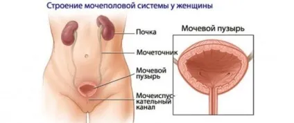 Пієліт (запалення ниркової балії) симптоми і лікування (миски) Пієліт (запалення ниркової балії) симптоми і лікування