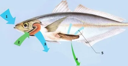 Чи п'є риба воду або чому вода в морі солона, а риби в ній несолоним інфоглаз