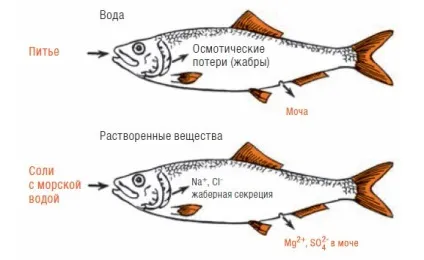 Чи п'є риба воду або чому вода в морі солона, а риби в ній несолоним інфоглаз