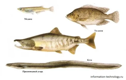 Чи п'є риба воду або чому вода в морі солона, а риби в ній несолоним інфоглаз